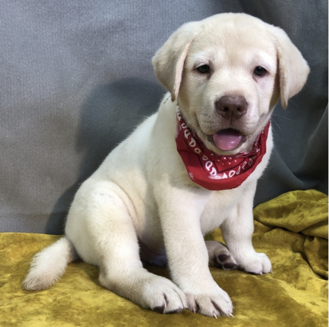 comprar cachorros sanos, baratos y asequibles para la venta